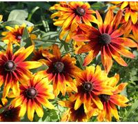 300 Graines de Rudbeckia Gloriosa Daisy