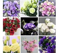300 graines d'Eustoma, graines d'Eustoma de couleurs mélangées, adaptées au semis en toutes saisons, faciles à cultiver, belles fleurs, adaptées aux jardins