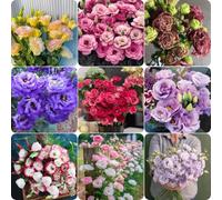 300 Graines D'eustoma, Semées En Toutes Saisons, Faciles à Cultiver, Les Fleurs Sont Très Belles