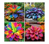 300 graines d'hostas de couleurs mélangées pour la plantation Graines d'hostas rares, plantes vivaces, fleurs magnifiques, faciles