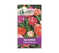 300 Graines d'Impatiens balsamine fleurs annuelles pour jardin, balcon ou terrasse - Floraison estivale