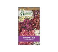 300 Graines Fleur- Papillon ou Orchidée du Pauvre - Schizanthus Wisetonensis Angel Wings Mixed Variété Ornementale Compacte - Fleurs Exotiques Bicolores - Facile à Cultiver