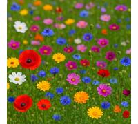 300 graines Fleurs à semer - Le Grenier d'Abondance - JOUR DE FÊTE - Mélange de Fleurs