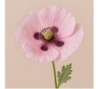 300 graines fleurs à semer - Le Grenier d'Abondance - PAVOT à PATISSERIE Papaver