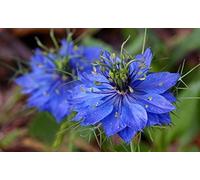 300 Graines NIGELLE Damas Bleu Indigo Miss Jekyll Non Traités Nigella Damascena