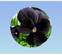 300 graines pensée Noire King - Viola x wittrockiana -plante ornementale