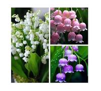300 pcs Graines de muguet, Fleurs vivaces parfumées et résistantes au Froid, fleurissant Toute l'année, adaptées décoration Jardins