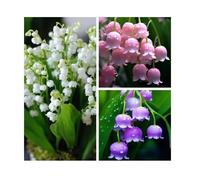 300 pcs Graines de muguet, Fleurs vivaces parfumées et résistantes au Froid, fleurissant Toute l'année, adaptées décoration Jardins