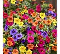 300 Pièces Graines de Pétunia, Mélange de Couleurs, Graines Fleurs à Semer, Naturelles Semences de Pétunia Vivaces à Planter pour Jardin et Balcon, Germination Élevée, Facile à Planter