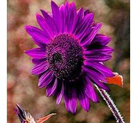 300 Pièces Graines de Tournesol, Graine de Fleurs Tournesol à Planter, Graine Fleurs à Semer, Semences de Tournesols pour Jardin et Balcon, Haute Germination, Facile à Cultiver (Violet)