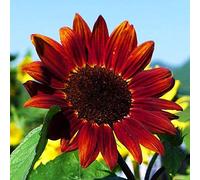 300 Pièces Graines de Tournesol, Graine de Fleurs Tournesol à Planter, Graine Fleurs à Semer, Semences de Tournesols pour Jardin et Balcon, Haute Germination, Facile à Cultiver (Rouge)