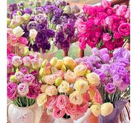 300 pièces Samen Eustoma, Eustoma Grandiflorum Samen, Mischung Eustoma Samen, Bunt Eustoma Samen, Geeignet Zum Pflanzen in Garten und Balkon