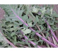 300+ RED RUSSIAN KALE SEEDS Organic Non-GMO SPROUTS Garden Spring/Fall SALE