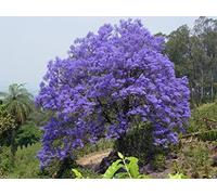 300 semi di Jacaranda Tree Semi, Jacaranda mimosifolia, lavanda Magnifico blu fiori