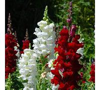 3000 graines d'héritage de haute qualité - belles et lumineuses et ajoutent de la couleur à votre jardin! - Graines de variétés anciennes sans OGM de qualité supérieure;