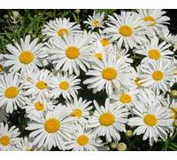 3000 Marguerite Blanche, Intérieur et Jardin, Touche Lumineuse et Éclat Pur pour un Rendu Harmonieux