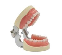 32 Modèles De Dents Souples Amovibles Placage Dentiste Préparation Des Produit Pratique D'enseignement Orthodontique Pour L'enseignement Modèle Amovibles