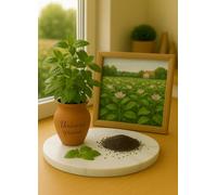 325 Graines de Basilic Citron - Basilic Lemon - Ocimum basilicum - 450