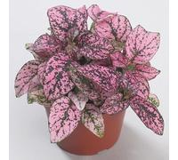 35 Graine Semence - Hypoestes sanguinolenta - Feuille ROSE - Fleur - Jardin - 199
