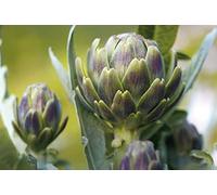 35 Graines d'Artichaut - potager -semences paysannes reproductibles - SemiSauvage