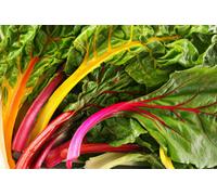 50 Graines de Bette à Carde Mélange coloré - poirée légume potager - semences paysannes