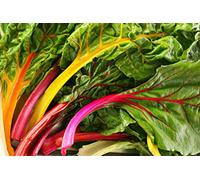 35 Graines de Bette à Carde Mélange coloré - poirée légume potager - semences paysannes