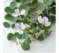 35 Graines de Câprier (spinosa)