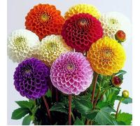 35 Graines de Dahlia Pompon mixte - SemiSauvage Permaculture