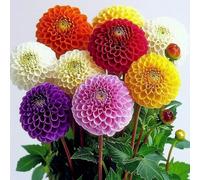 35 Graines de Dahlia Pompon mixte - SemiSauvage Permaculture