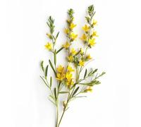 35 graines de Genêt des teinturiers (Genista tinctoria) reproductibles non traitées