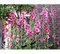 35 Graines de Rose Trémière - fleurs jardins ornement - méthode BIO
