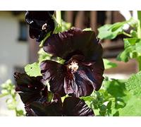 35 Graines de Rose Trémière Noire - fleurs jardins ornement - semences paysannes reproductibles - SemiSauvage