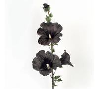 35 Graines de Rose Trémière Noire - SemiSauvage Permaculture