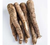 35 Graines de Salsifis Énorme - légumes ancien potager- semences paysannes - SemiSauvage Permaculture