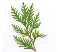 35 Graines de Thuya Géant (Thuja plicata) - SemiSauvage Permaculture - graines reproductibles