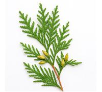35 Graines de Thuya Géant (Thuja plicata) - SemiSauvage Permaculture - graines reproductibles
