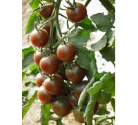 35 Graines De Tomate Cerise Black Cherry