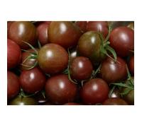 35 Graines de Tomate Cerise Black Cherry - légumes semis potager - méthode BIO
