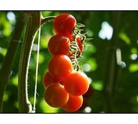 35 Graines de Tomate Cerise Rouge - légume jardin potager - méthode BIO