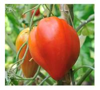 35 Graines de Tomate Cœur de Bœuf - Véritable légume ancien - méthode BIO
