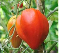 35 Graines de Tomate Cœur de Bœuf - Véritable légume ancien - semences paysannes reproductibles - SemiSauvage