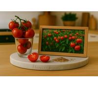 35 Graines de Tomate Herodes - Solanum lycopersicum - Tomate ancienne charnue - Legume Jardin - 419