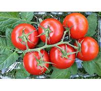 35 Graines de Tomate Moneymaker - Légume jardin potager - semences paysannes reproductibles - SemiSauvage