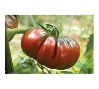 35 Graines de Tomate Noire De Crimée - légume ancien jardin potager méthode BIO