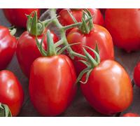 35 Graines De Tomate Roma