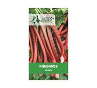 35 graines Rhubarbe Victoria - parfait pour les compotes, les tartes et les confitures