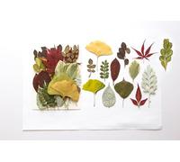 35 Pcs Feuilles Séchées Naturelles Pressées Plantes Herbier Feuilles Mixtes Réel Feuilles Sèches pour Scrapbooking Art Artisanat DIY Nail Autocollants Décorations Embellissement Feuille Pressée