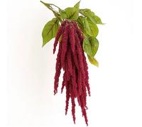 350 Graines d'Amarante Queue de Renard - SemiSauvage Permaculture