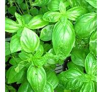 350 Graines Semences BASILIC - grand vert - genovese - appelé pistou -Ocimum basilicum - Herbes aromatique - 04