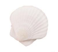 36 Coquilles Saint-Jacques Naturelles 5-7cm Blanches(white) | Taille 5-7cm, naturel, parfait pour peinture, collage, projets scolaires et artistiques
